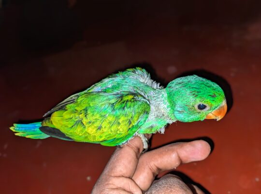 Alu Girawa🦜 parrot chick