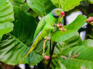 Alu Girawa🦜 parrot chick