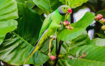 Alu Girawa🦜 parrot chick