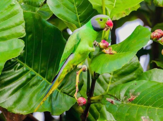 Alu Girawa🦜 parrot chick