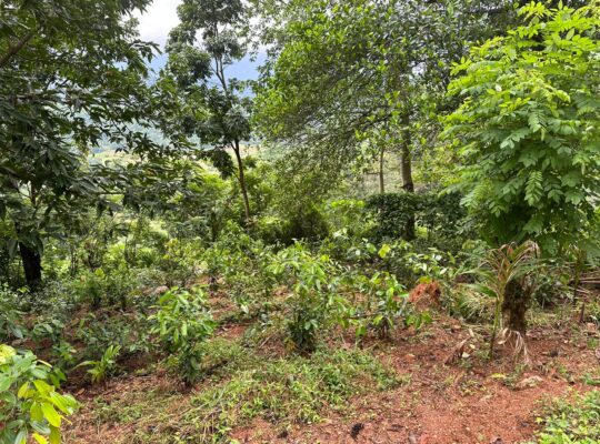 23 Acres Land in Matale