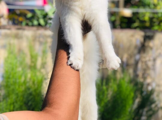 Persian Siberian Breed Cat