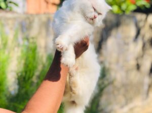 Persian Siberian Breed Cat