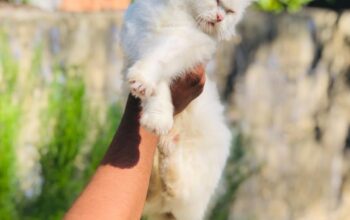 Persian Siberian Breed Cat