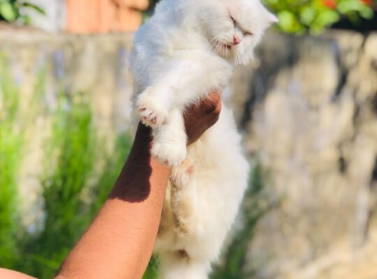 Persian Siberian Breed Cat