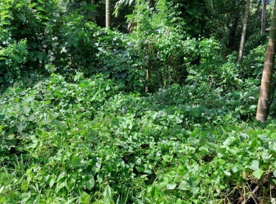 Land for sale in Hindagala Kandy