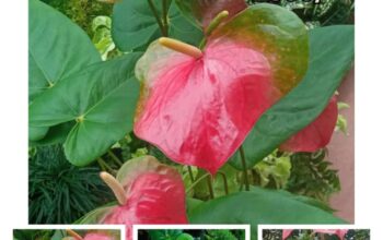 Double Colour Anthurium