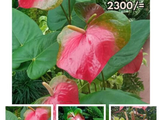 Double Colour Anthurium