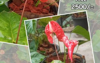 Hawaiian Red Anthurium