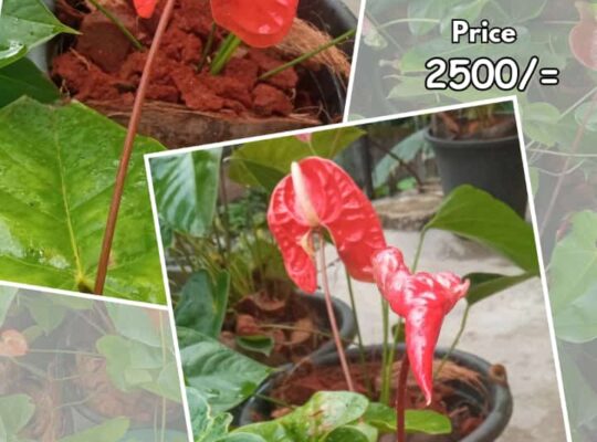 Hawaiian Red Anthurium